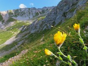 24 Evvia sul sent. 244 -Sentiero fiori alto